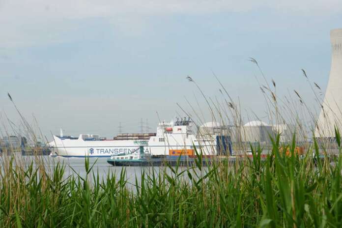 Hafen Antwerpen Schilf