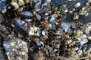 Biofouling-BSH
