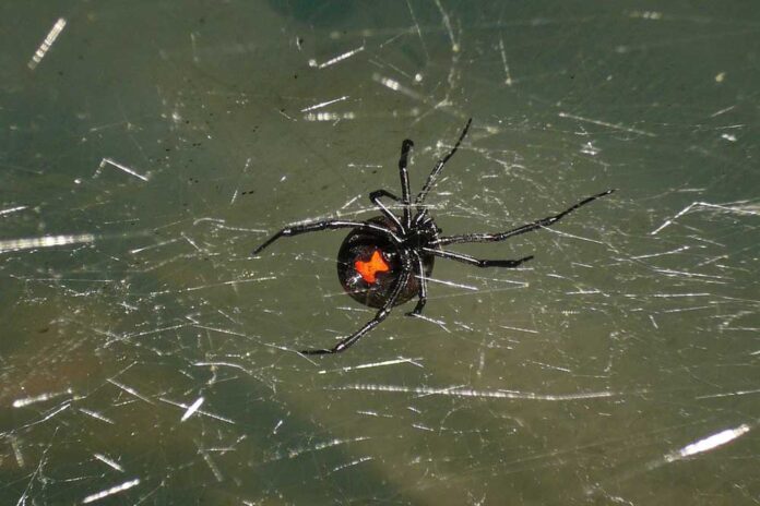 Schwarze Witwe, Giftspinne, Spinne