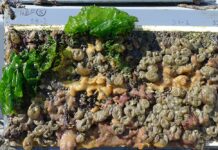 Biofouling