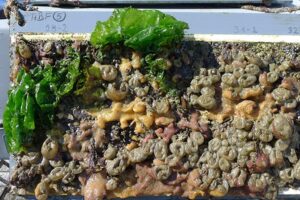 Biofouling