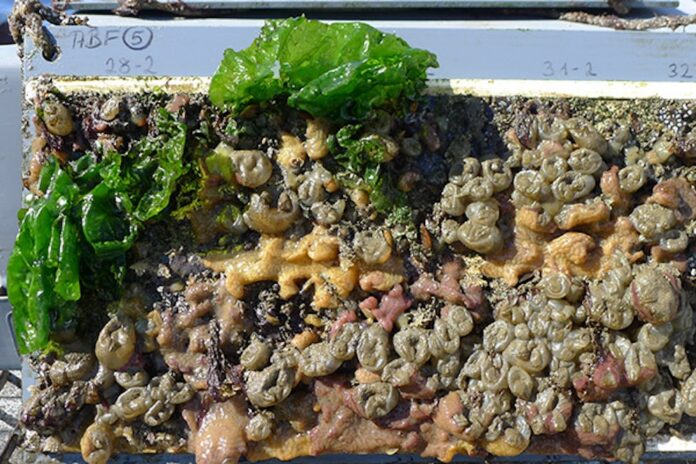 Biofouling