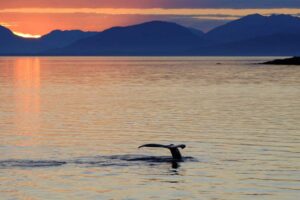 Abschiedsbild der Reederei Alaskan Dream Cruises auf ihrer Website